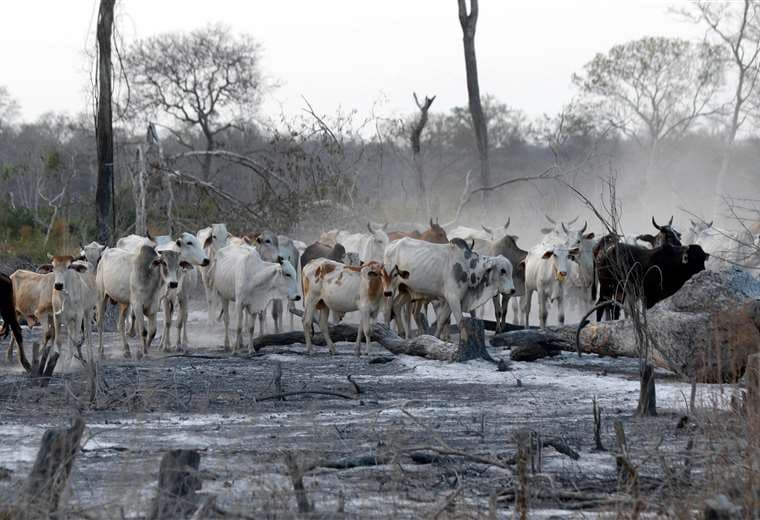 El sector ganadero es uno de los más afectados por los incendios / Foto: Fuad Landívar