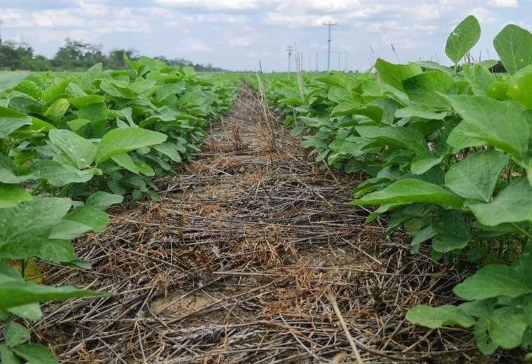 Soyeros indican que su producción respeta al medioambiente /Foto: Anapo