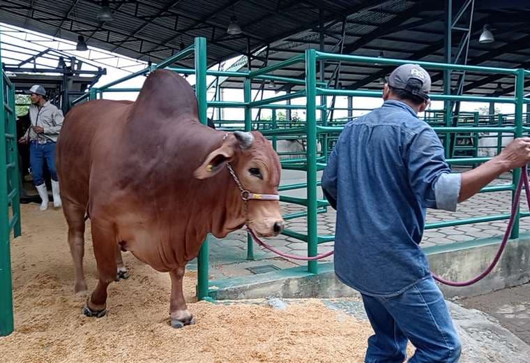 Este jueves llegaron los primeros ejemplares de ganado/Foto: Juan Delgadillo