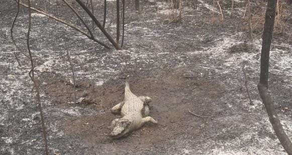 En medio del fuego, la caza y la sequía son amenazas para los animales silvestres y los bomberos se enfrentan a la dura tarea de rescatarlos