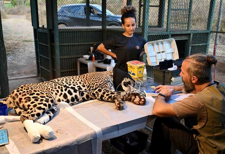 Veterinarios revisan a Itapira, jaguar hembra que sufrió quemaduras/AFP