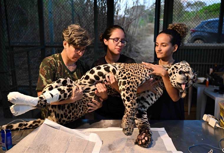 Veterinarios sostienen a Itapira, jaguar hembra que sufrió quemaduras/AFP