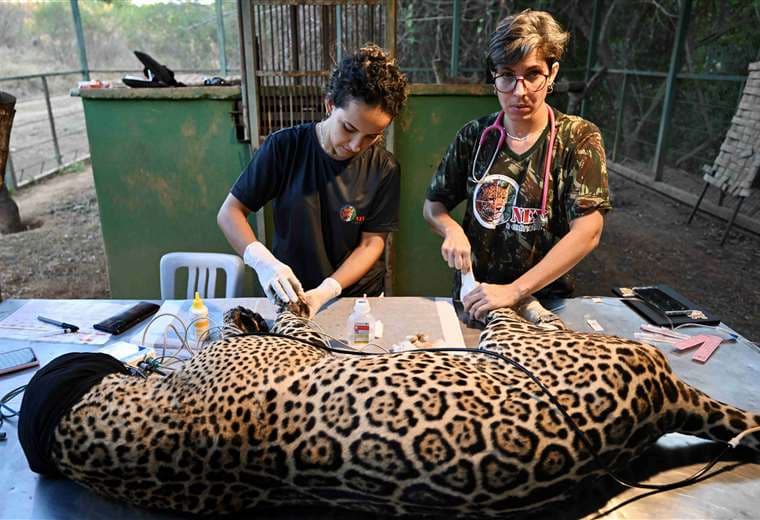 Veterinarios trabajan en las patas de Itapira, jaguar hembra que sufrió quemaduras/AFP