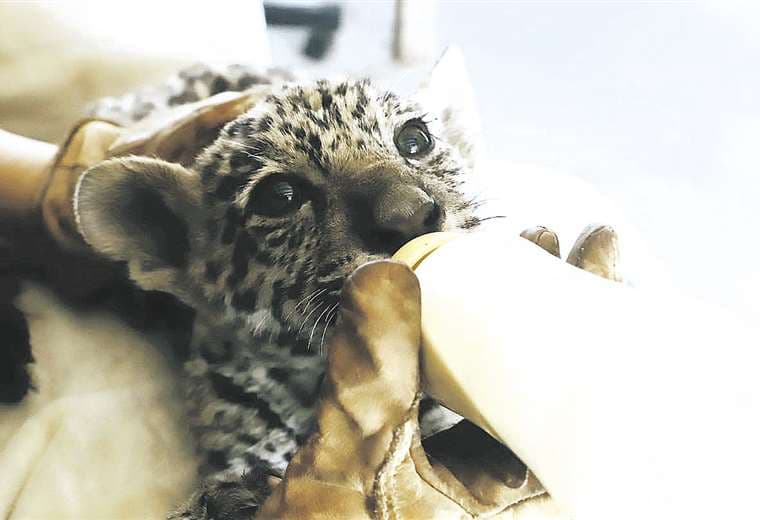 Más de 100 animales silvestres fueron rescatados de los incendios forestales en Santa Cruz