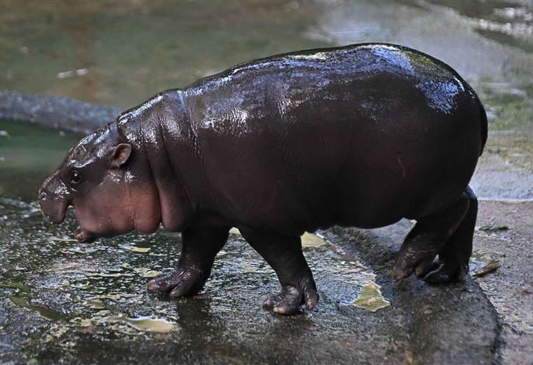 Moo Deng, el hipopótamo pigmeo /Foto: AFP