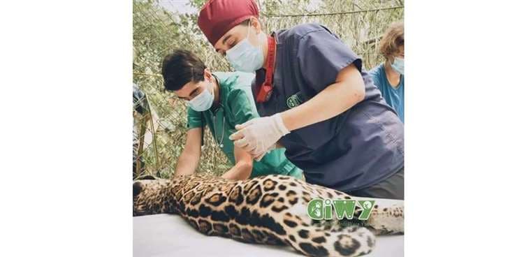 Esta jaguar fue asistida por especialista en Ambue Ari. Llegó al refugio huyendo del fuego