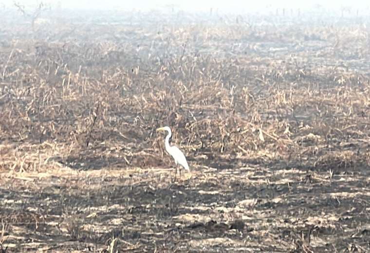 Santa Cruz: Bomberos voluntarios luchan con trajes rotos y el fuego amenaza la vida silvestre