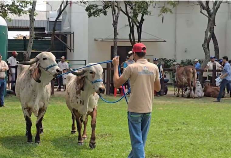 Asocebú anunció este miércoles a las ganadoras en producción de leche/Foto: Asocebú