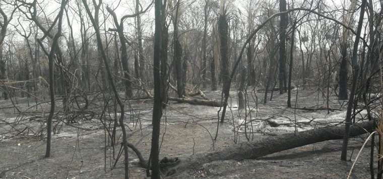 El bosque quemado por fuego en el ANMI San Matías. Foto: Ricardo Barbery