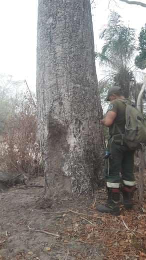 El fuego quema el hábitat de la paraba azul en San Matías 