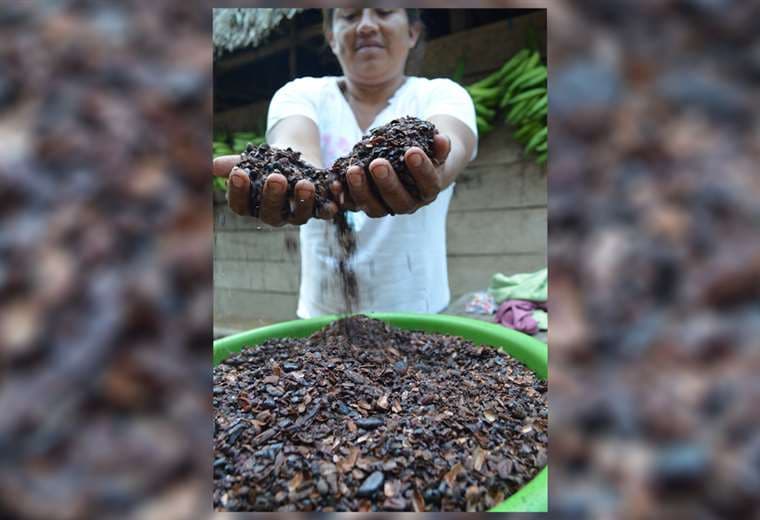 La corregidora Katiana Marupa acaba de quebrar las semillas fermentadas