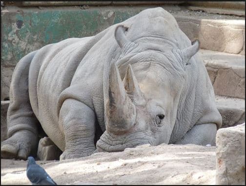 Muere rinoceronte blanco y quedan 5 en el mundo