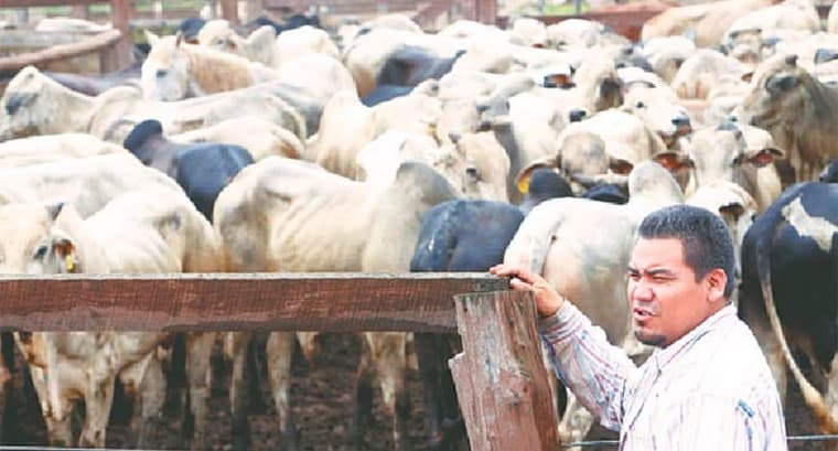 ‘Reyes’ del ganado bovino ya están en Santa Cruz