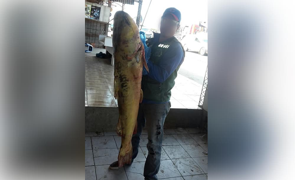 'Big Fish' sorprende en Paila al inicio de la temporada