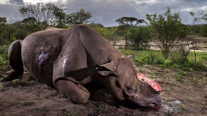 La perturbadora imagen de un rinoceronte mutilado, la foto del año