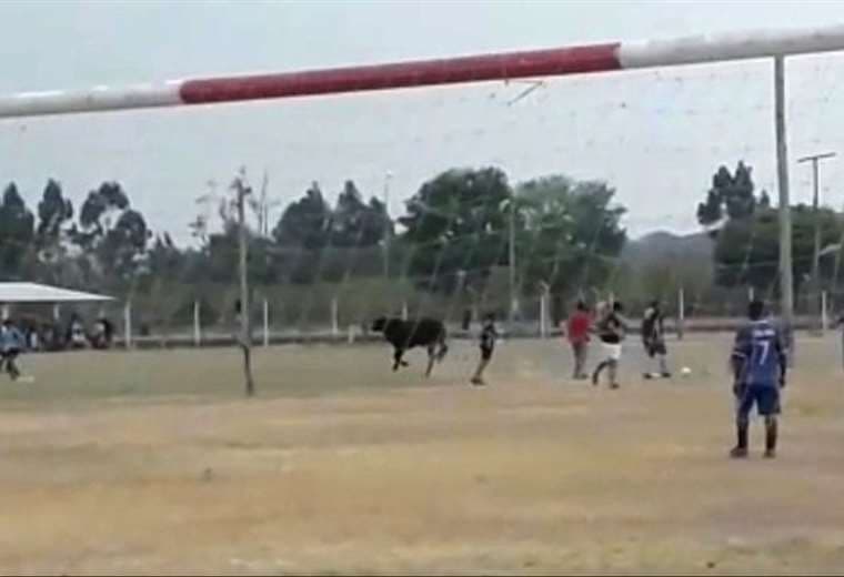 Un toro interrumpió los partidos de un torneo en Argentina