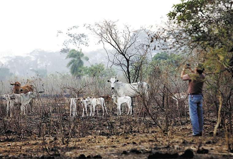 Según un informe de la Fundación Tierra, los incendios en la Chiquitania afectaron a unas 720.899 hectáreas de tierras agropecuarias. Foto: Jorge Uechi