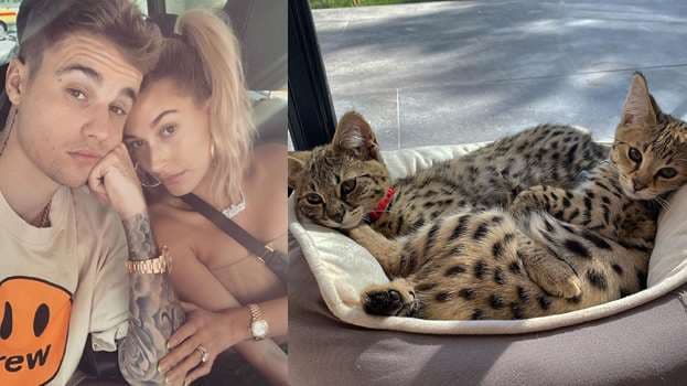 Hailey y Justin Bieber con sus gatos 