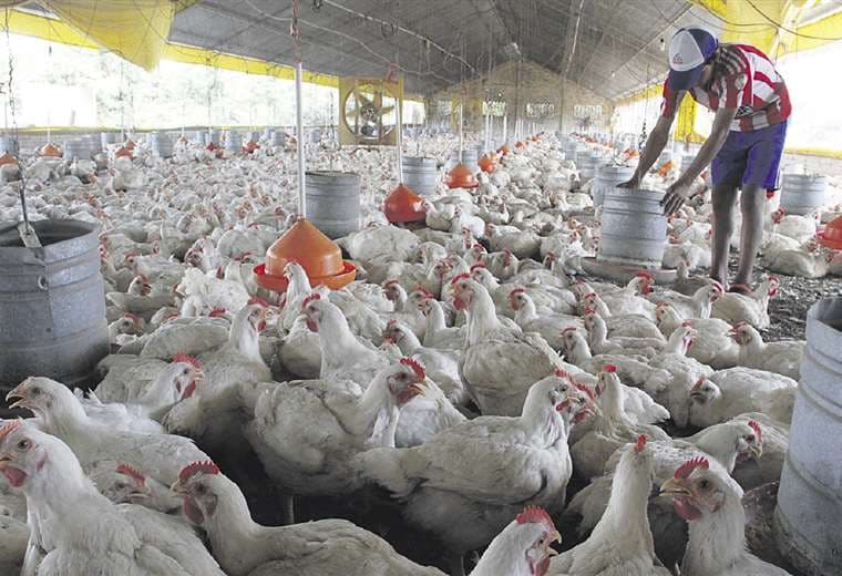 Frente a las altas temperaturas se recomienda mayor prevención en la provisión de agua a los pollos. Foto: Jorge Gutiérrez