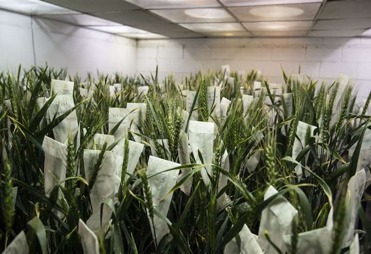 Plantas modificadas genéticamente en el laboratorio Bioceres. Foto AFP