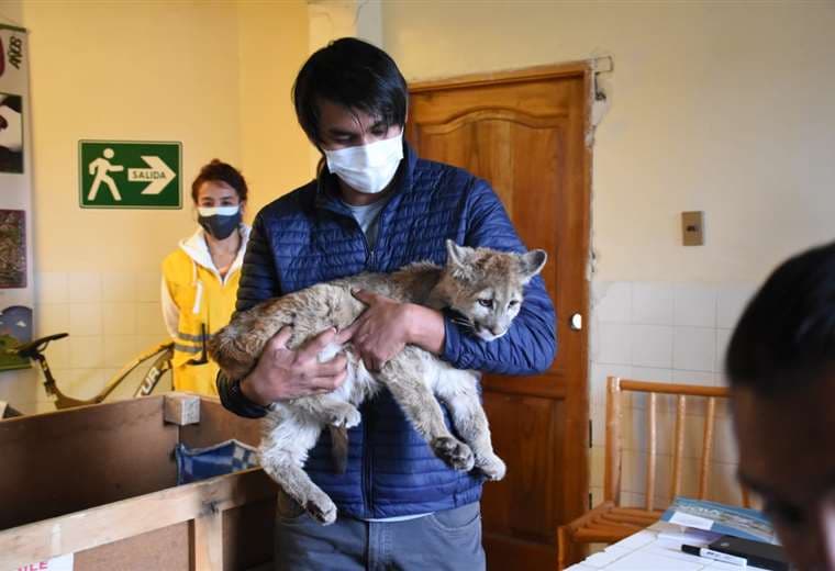 El felino rescatado en Cochabamba I AMN.