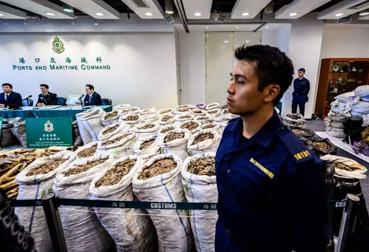 Escamas de pangolín y colmillos de elefante incautados. Foto AFP