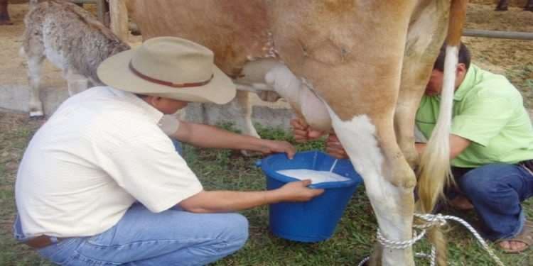 Sedem soluciona conflicto con lecheros de Beni y Tarija