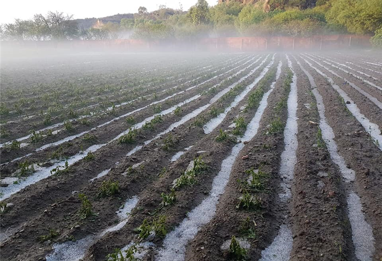 Los efectos de la granizada son notorios en los cultivos /Foto: ACLO 