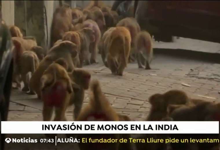 Los monos se cuentan por miles. Foto captura