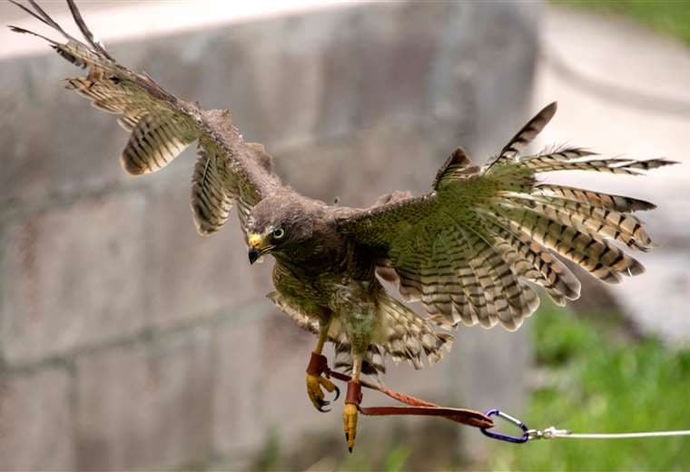 El pájaro ensayando sus alas. Foto AFP