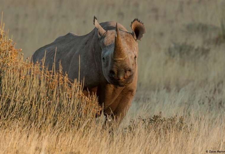 Kenia: una reserva para el rinoceronte negro en peligro de extinción
