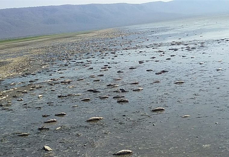 En la laguna Concepción miles de peces se han muerto por falta de agua 