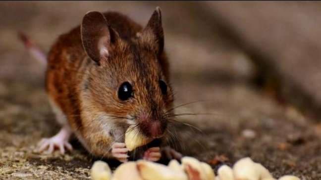 Se presume que el virus se transmite de roedores a humanos