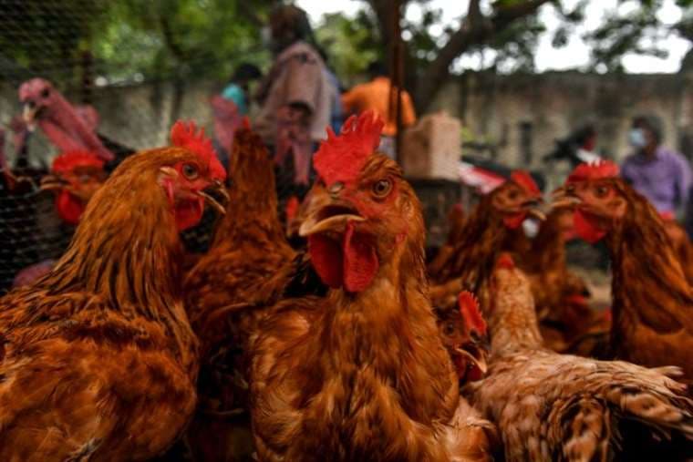 La gripe aviaria ha sido detectada en varias granjas holandesas desde octubre