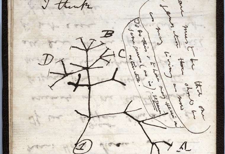 El dibujo del "árbol de la vida" en uno de los dos cuadernos desaparecidos. Foto AFP 