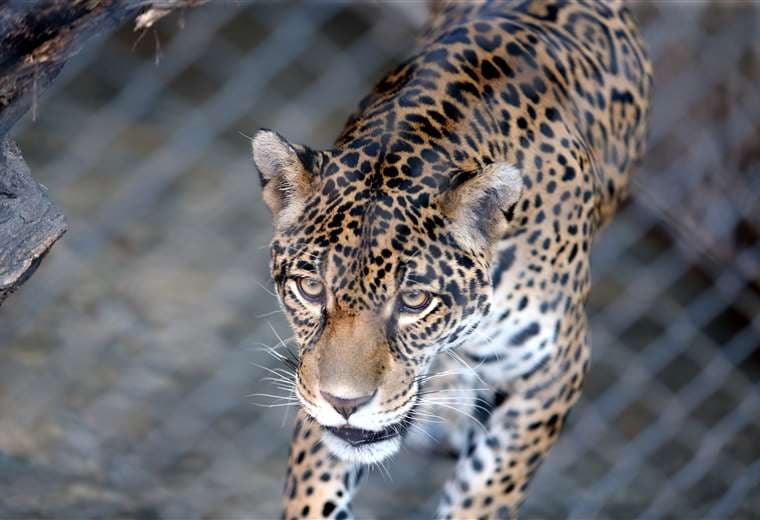 El 29 de noviembre se celebra el ía Internacional del Jaguar