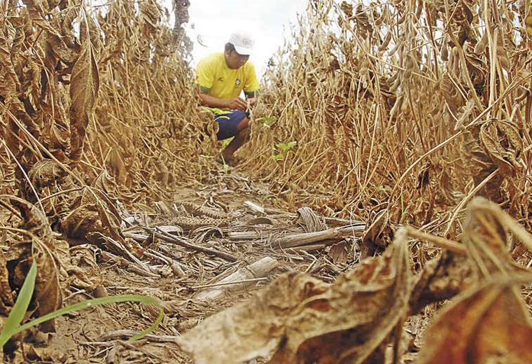 La sequía dejó cicatrices en el cultivo de soya en el ciclo agrícola de invierno  