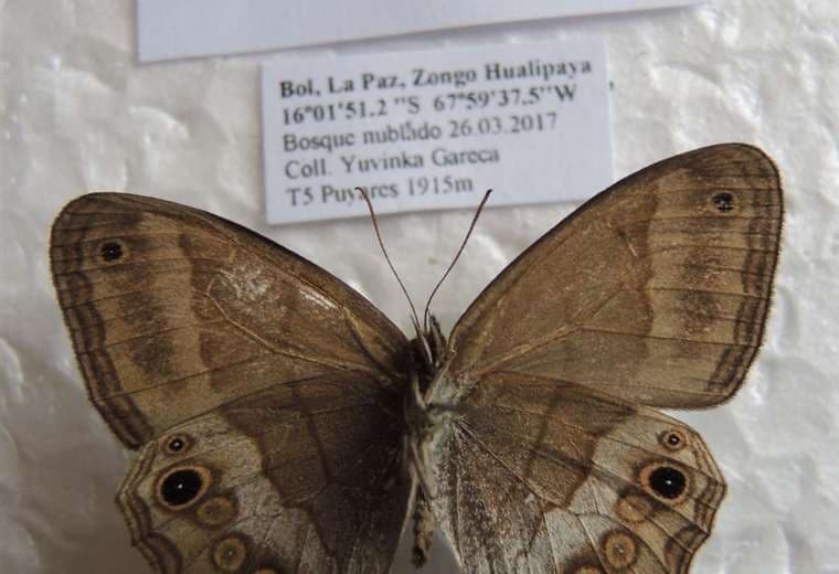 Las mariposas encontradas en Zongo I Conservation International.