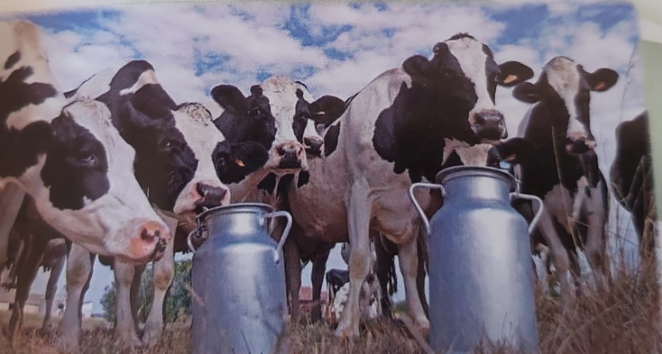 La producción lechera en Portachuelo es un pilar económico de la zona