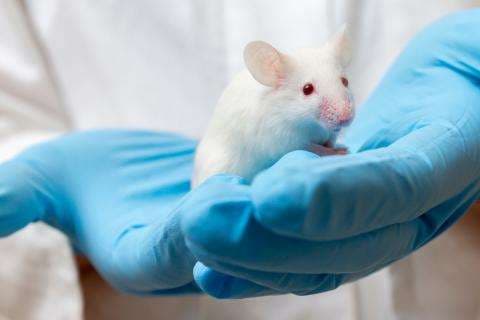 Las pruebas en ratones elevan la esperanza de una cura