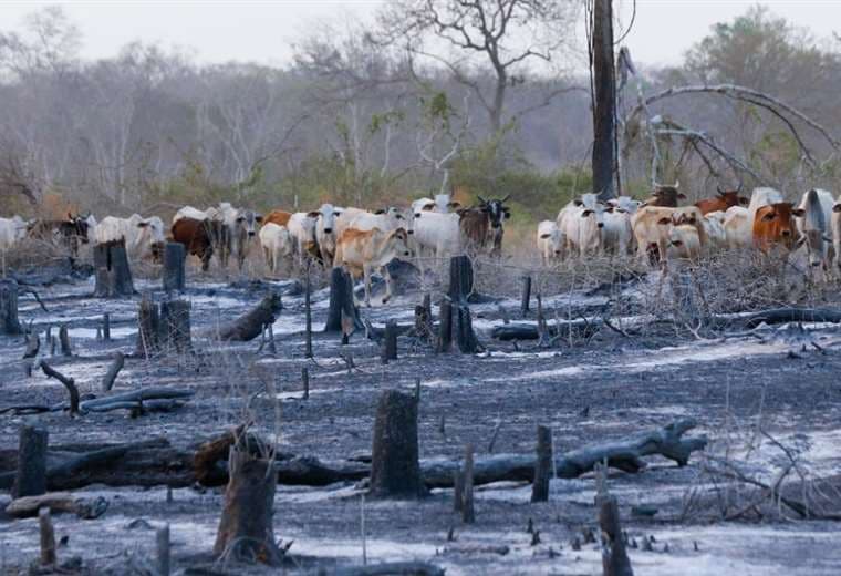 Este año se quemaron más de 2 millones de hectáreas. Foto referencial: Ipa Ibañez