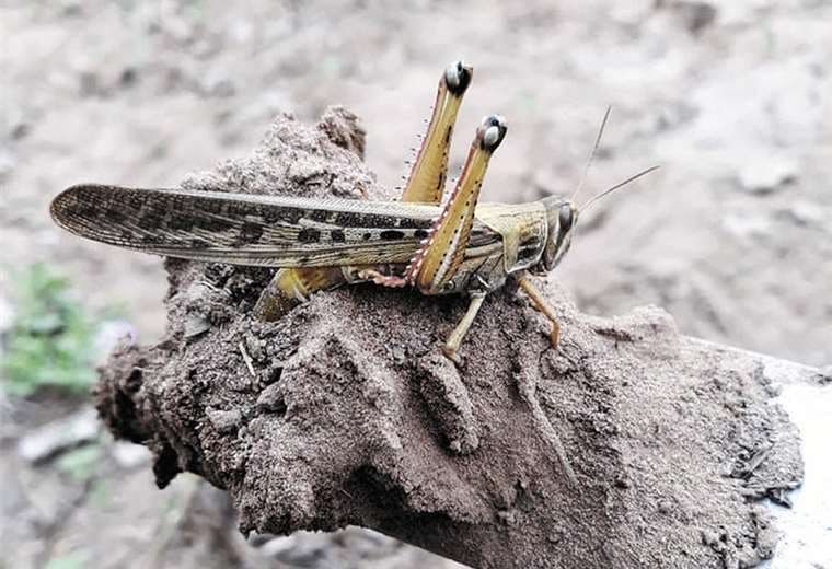 En poblaciones del Chaco boliviano hay alerta por la alta presencia de insectos en las áreas de producción. Foto: PROMASOR