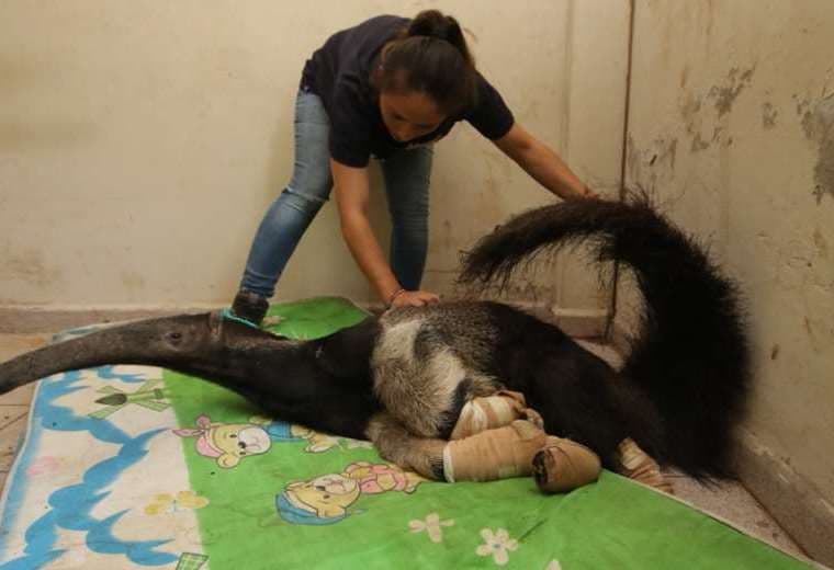 El animal presentaba heridas en las cuatro patas cuando fue recuperado en la Chiquitania.