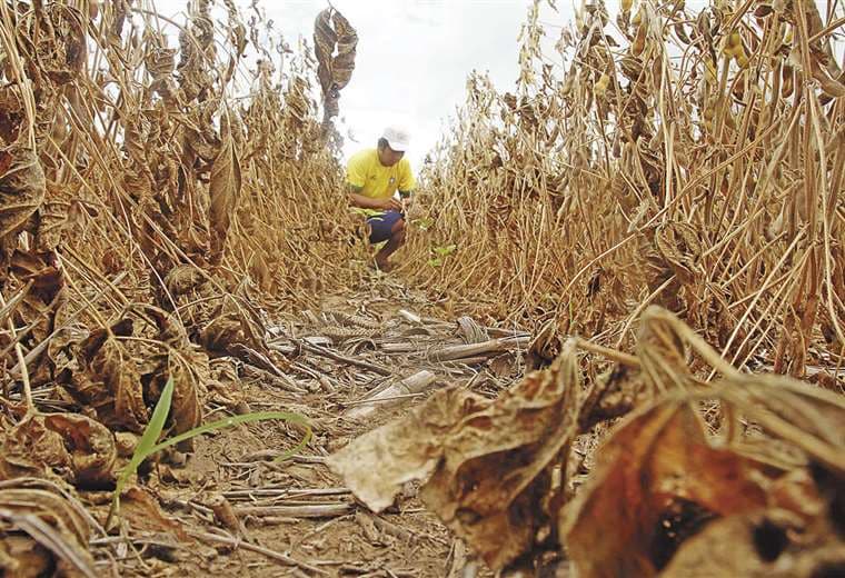 Los campos soyeros de los municipios de Pailón y de Cuatro Cañadas fueron castigados por la sequía. Foto: Jorge Gutiérrez