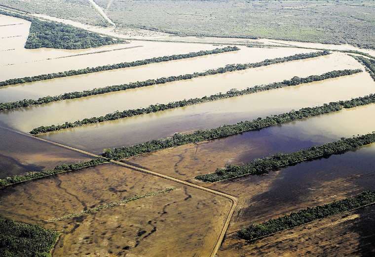 La soya es el principal producto afectado por el desborde de los ríos.