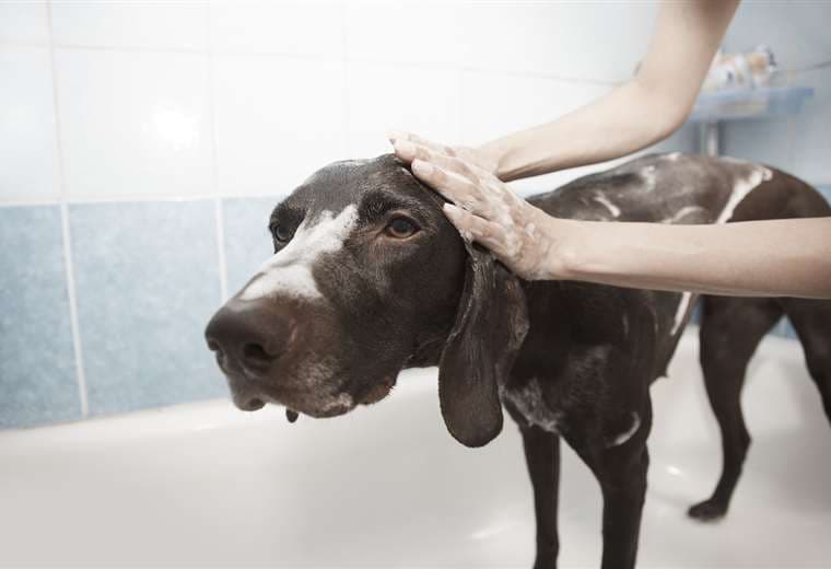 Cómo bañar a tus mascotas en casa