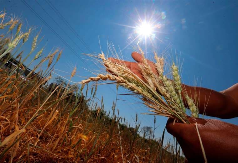 En la presente siembra del ciclo de invierno el sector triguero de Santa Cruz proyecta abarcar 110.000 hectáreas de trigo/Foto: Fuad Landívar