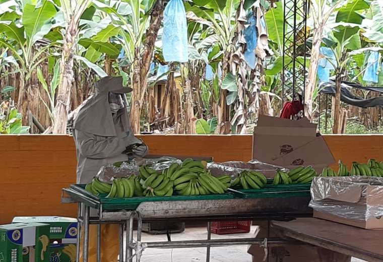 El Senasag verificó el uso de indumentaria de bioseguridad en el empaque de banana en el Tópico de Cochabamba. /Foto: Vladimir Sánchez t