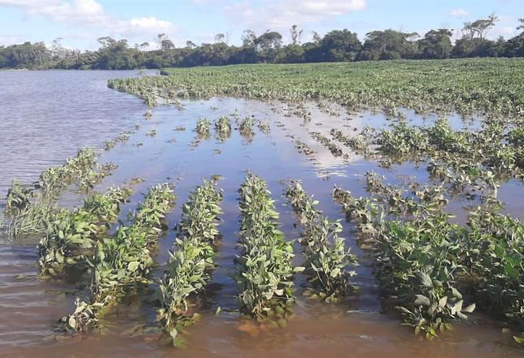 Las lluvias intensas dañaron los cultivos, pero también afectaron la siembra, dejaron de labrarse unas 20.000 hectáreas