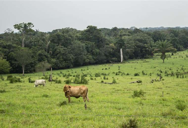 Deforestación para ganadería en el Parque Nacional Cordillera de los Picachos en Colombia. Foto: Rutas del Conflicto.